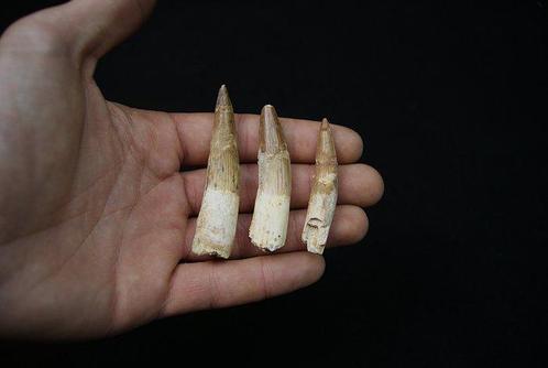 Verzameling van tandendoorns met wortel - Fossiele tanden -, Verzamelen, Mineralen en Fossielen