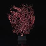 Grand fouet de mer gorgone fuchsia Corail - Gorgoniidae, Nieuw
