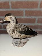 Hottentot taling Taxidermie volledige montage - Spatula, Verzamelen, Nieuw