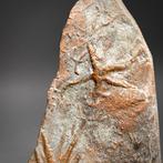 Slangster - Fossiele matrix - Asteriacites lumbricalis, Verzamelen
