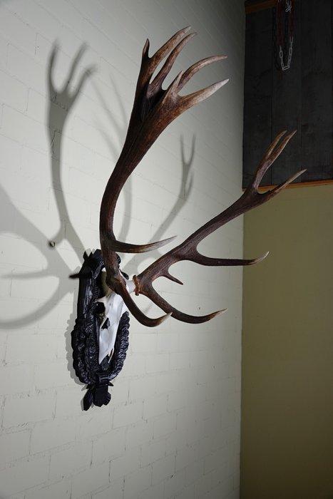 Large Red Stag - skull on shield - Taxidermie wandmontage -, Verzamelen, Dierenverzamelingen
