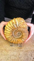 Grote fossiele ammoniet Nautilus - Fossiel skelet -