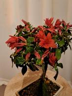 Azalea Bonsai - Hoogte (boom): 23 cm - Diepte (boom): 19 cm, Antiek en Kunst
