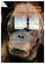 Roberto Cavalli - Gorilla! / #749 - No reserve