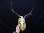 Fallow Buck Trophy Schedel - Dama dama - 23 cm - 50 cm - 45, Nieuw