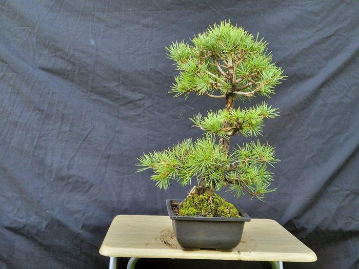 Den bonsai (Pinus) - Hoogte (boom): 44 cm - Diepte (boom):, Antiek en Kunst, Curiosa en Brocante