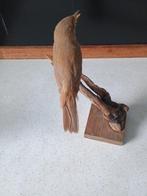 Melverschomer Taxidermie volledige montage - Acrocephalus, Verzamelen, Dierenverzamelingen, Nieuw