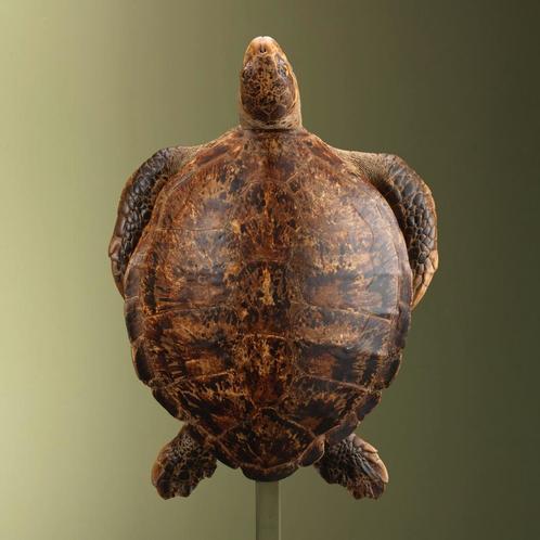 Schildpad Antiek Taxidermie Opgezette Dieren By Max, Verzamelen, Dierenverzamelingen, Opgezet dier, Nieuw, Reptiel of Amfibie
