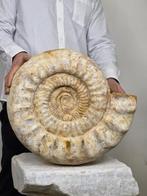 Grote ammoniet - Gefossiliseerde schelp - Perisphinctid - 47, Verzamelen