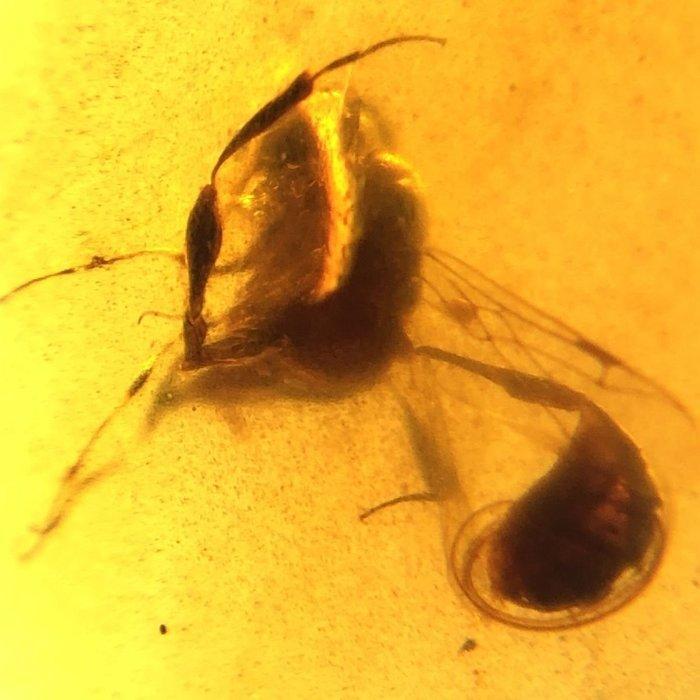 driestaartige wesp - Barnsteen - 15 mm - 4.2 mm (Zonder, Verzamelen, Mineralen en Fossielen