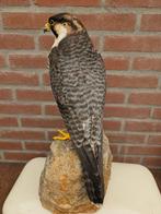 Barbarijse valk ( Wüstenkalke ) Taxidermie volledige montage, Nieuw