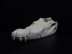 Siamese Crocodile Schedel - Crocodylus siamensis - 0 cm - 0, Nieuw