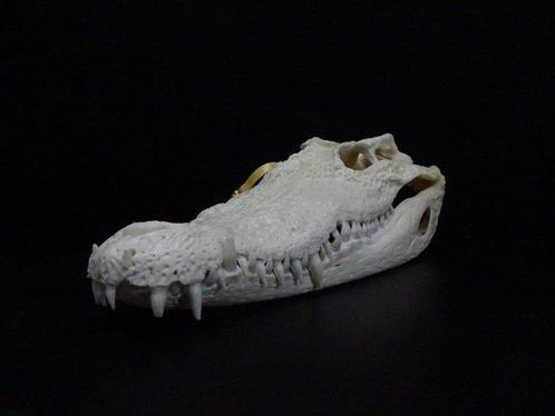 Siamese Crocodile Schedel - Crocodylus siamensis - 0 cm - 0, Verzamelen, Dierenverzamelingen