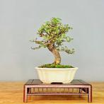 Japanese iep bonsai (Zelkova) - Hoogte (boom): 20 cm -, Antiek en Kunst, Kunst | Schilderijen | Klassiek