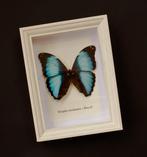 Vlinder Taxidermie volledige montage - Morpho deidamia -