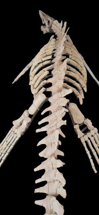 Mosasaure - Squelette fossile - Platecarpus - 3.5 m, Verzamelen, Mineralen en Fossielen