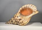 Conque Coquillage marin - charonia tritonis (Sans prix de, Nieuw