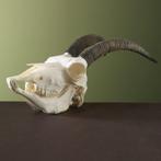 Steenbok Ibex Schedel Taxidermie Opgezette Dieren By Max, Ophalen of Verzenden, Opgezet dier