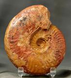 Prachtigste en kleurrijke jurassische ammoniet - -, Verzamelen, Mineralen en Fossielen