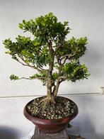 Palmboompje bonsai (Buxus sempervirens) - Hoogte (boom): 50