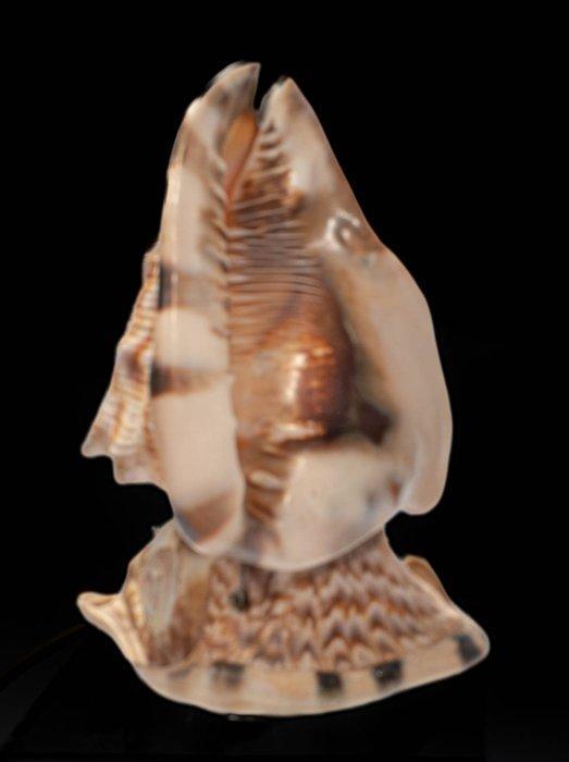 Muschellampen  29cm Verzamelobject  Koraal - King Helmet, Verzamelen, Dierenverzamelingen