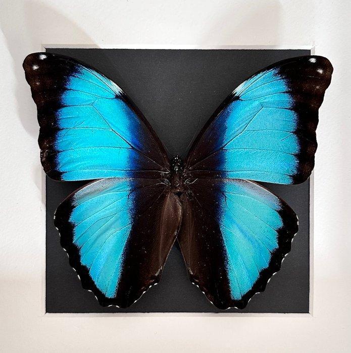 Vlinder Taxidermie volledige montage - Morpho Deidamia - 25, Verzamelen, Dierenverzamelingen