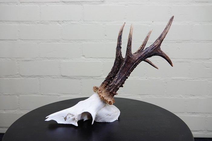 jachttroffee reebok Schedel - capreolus capreolus - 0 cm - 0, Verzamelen, Dierenverzamelingen