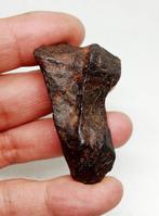 Canyon Diablo meteorite Météorite de fer - 73 g