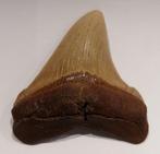 Haai - Fossiele tand - NICE - 6.3 cm - 5.4 cm