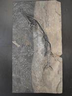 Gefossiliseerd dier - Saurichthys sp - 52 cm - 25 cm