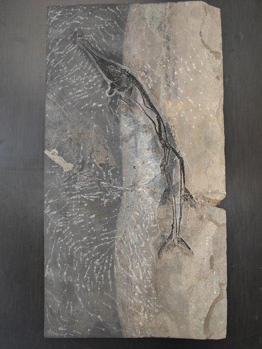 Gefossiliseerd dier - Saurichthys sp - 52 cm - 25 cm, Verzamelen, Mineralen en Fossielen
