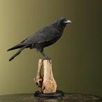 Kraai Taxidermie Opgezette Dieren By Max, Verzamelen, Dierenverzamelingen, Ophalen of Verzenden, Nieuw, Vogel, Opgezet dier