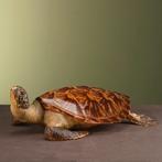 Schildpad Antiek Taxidermie Opgezette Dieren By Max, Ophalen of Verzenden, Nieuw, Reptiel of Amfibie, Opgezet dier
