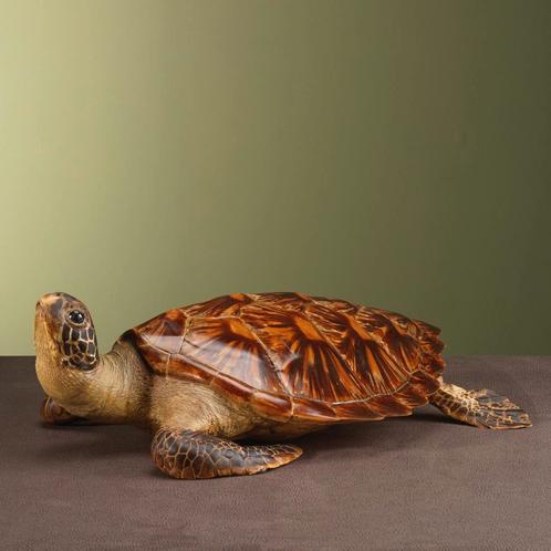 Schildpad Antiek Taxidermie Opgezette Dieren By Max, Verzamelen, Dierenverzamelingen, Opgezet dier, Nieuw, Reptiel of Amfibie