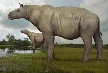 Een paar zeldzame tanden - Fossiele tand - Megatapirus - 42
