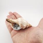 Kerststal - Schelp - fasciolaria trapezium, Antiek en Kunst