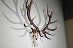 Grand trophée du cerf rouge Crâne - Cervus elaphus - 45 cm -, Collections, Collections Animaux
