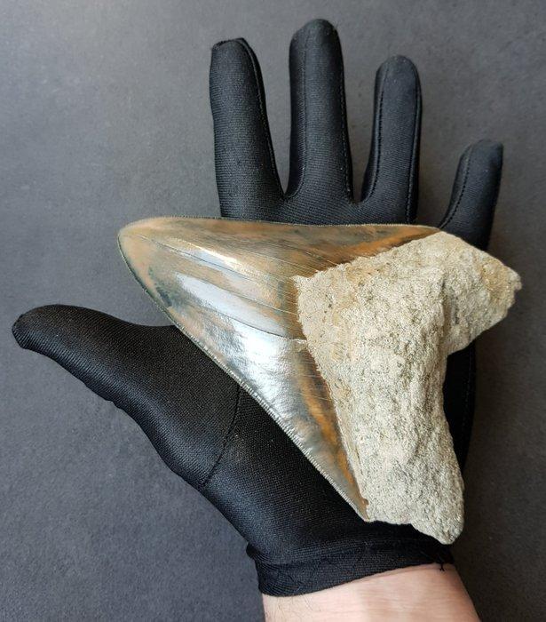 Megalodon - Fossiele tand - 151 mm - 106 mm, Verzamelen, Mineralen en Fossielen
