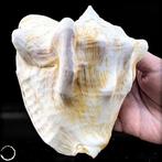 Grote helmmossel (familie Cassidae) – Indrukwekkende schelp, Verzamelen