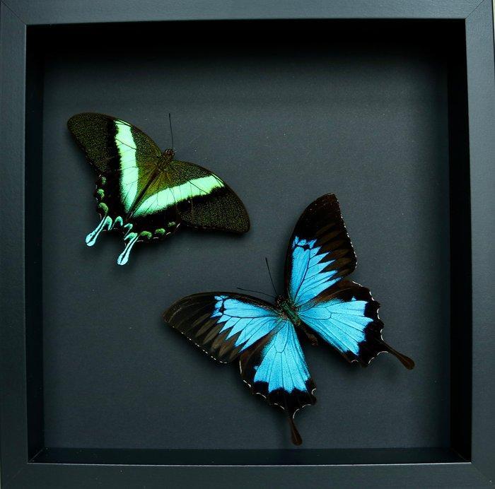 Vlinder Taxidermie volledige montage - Papilio blumei x, Verzamelen, Dierenverzamelingen
