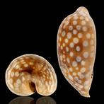Cypraeidae schelpenverzameling Verzamelingsschedel -, Verzamelen, Mineralen en Fossielen