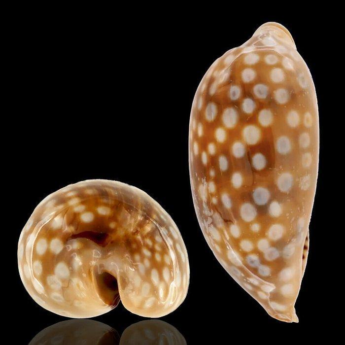 Cypraeidae schelpenverzameling Verzamelingsschedel -, Verzamelen, Mineralen en Fossielen