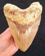 Mégalodon - Dent fossile - HUGE - 144 mm - 105 mm, Verzamelen, Mineralen en Fossielen