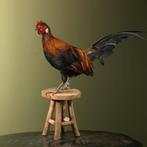 Kipje op Kruk Taxidermie Opgezette Dieren By Max, Ophalen of Verzenden, Nieuw, Vogel, Opgezet dier