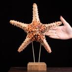 Marine Star Fish - Wunderkammer-expositie Taxidermie, Nieuw
