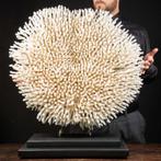 Enorm - Uniek - Prachtig Wit koraal - Acropora Millepora -