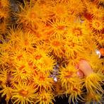 Tubastrea Orange (Aardbeikoraal) S (2-3 cm), Dieren en Toebehoren, Vissen | Aquariumvissen