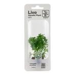 Tropica Limnophila sessiliflora - ambulia(easy), Verzenden, Nieuw