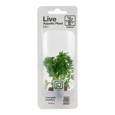 Tropica Limnophila sessiliflora - ambulia(easy), Dieren en Toebehoren, Vissen | Aquaria en Toebehoren, Nieuw, Verzenden