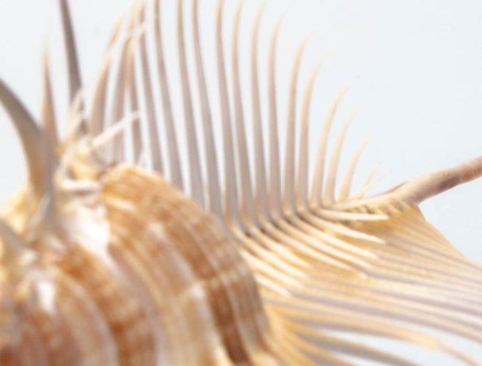 Grote maat zeeslak / verzamelaarsslak GEM 120mm Skelet -, Verzamelen, Dierenverzamelingen